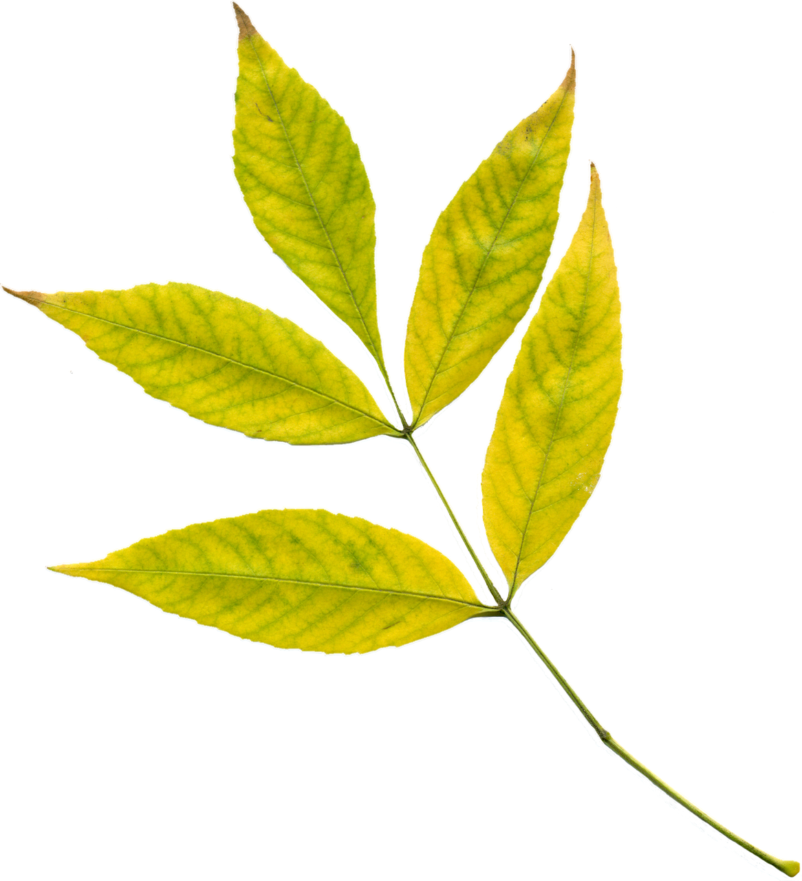 autumn, leaves, yellow leaves, yellow, autumn leaf, nature, plant, clipart, png